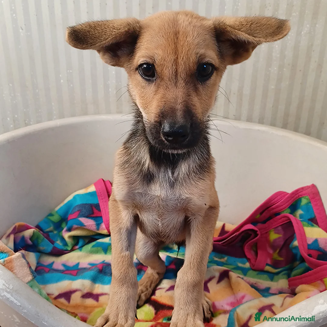 Meticcio cani in regalo: Elide, dolcissima cucciola in adozione - Annuncio 2