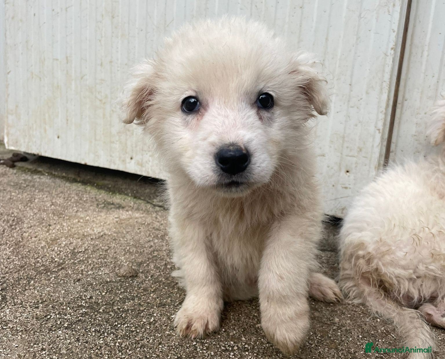 Meticcio cani LA TENERA RUNA - Annuncio 14