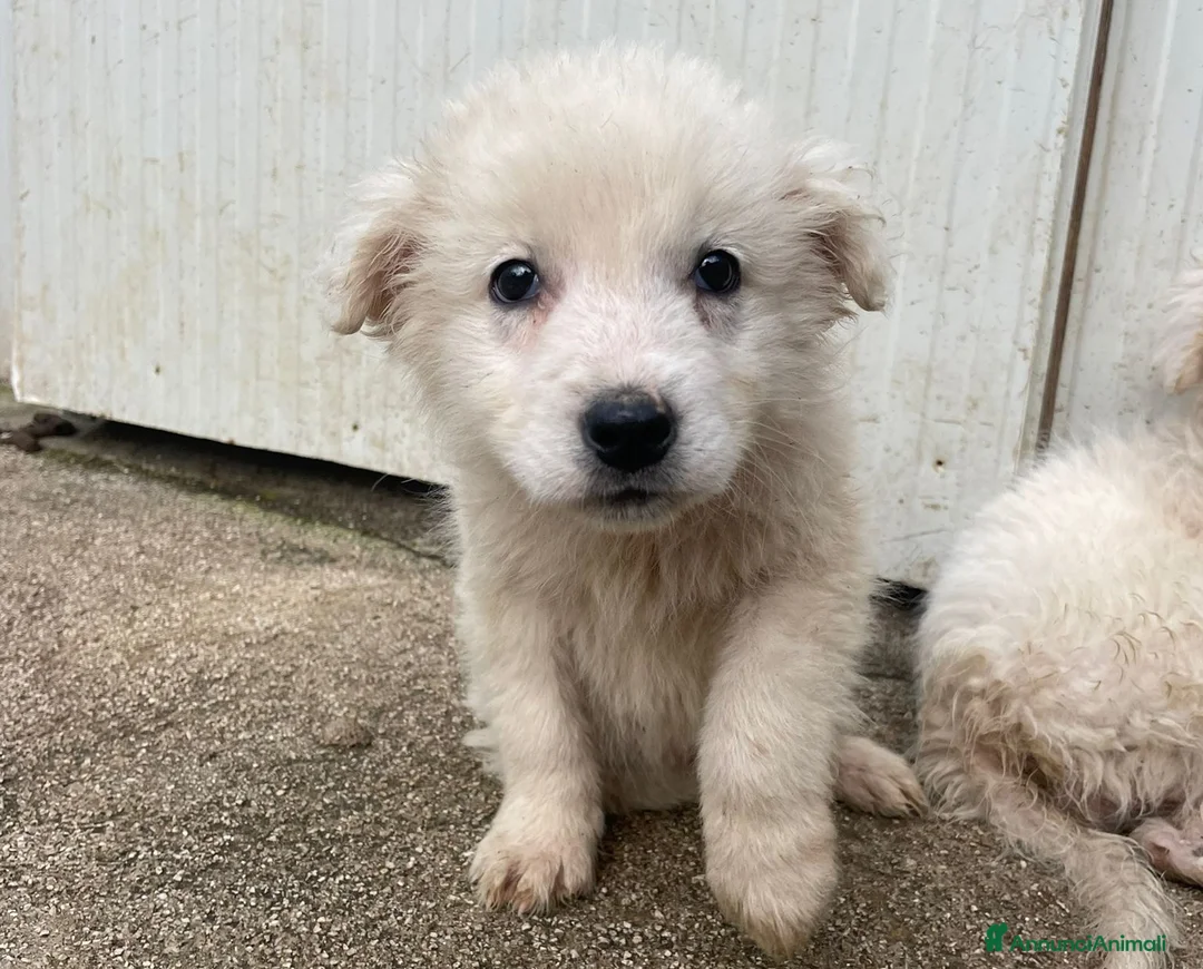 Meticcio cani in regalo: LA TENERA RUNA - Annuncio 1