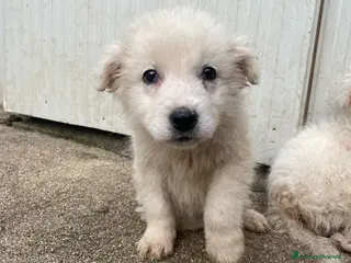 Meticcio cani LA TENERA RUNA - Annuncio 14