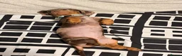 Bassotto Nano cani in vendita: Cucciola di Bassotto Arlecchino Cioccolato fem. - Annuncio 6