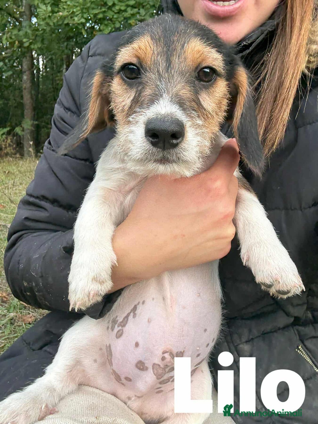 Meticcio cani in regalo: 3 CUCCIOLI ZAMPACORTA super dolci! - Annuncio 8