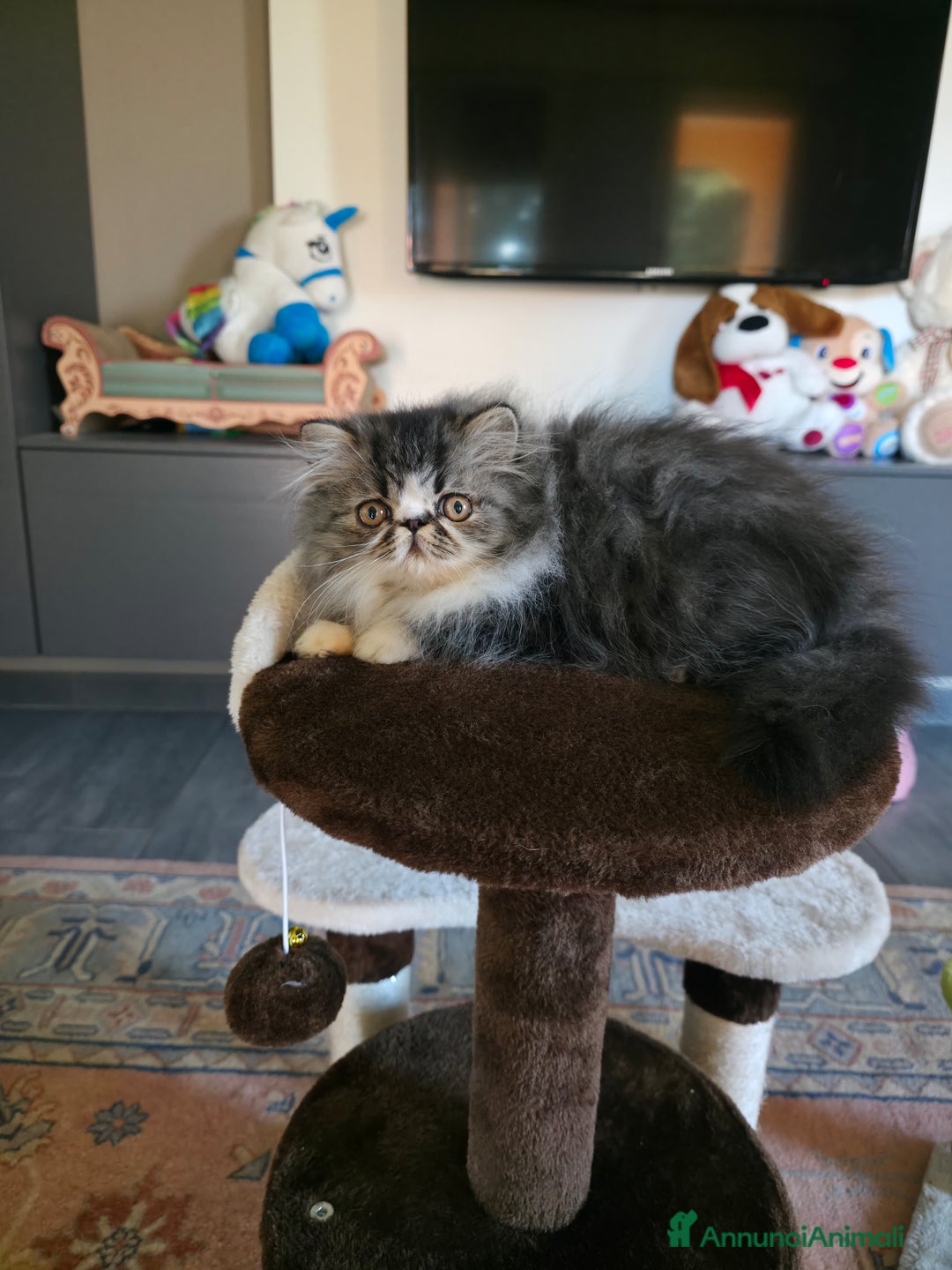 Persiano gatti in vendita: Cucciolo persiano  - Annuncio 5