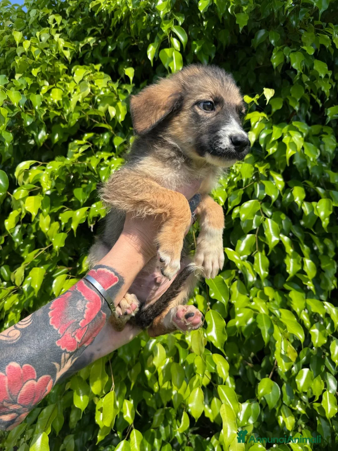 Meticcio cani in regalo: SPARTACO 💙 era stato scelto. Ora aspetta ancora… a Provincia di Vercelli - Annuncio 4