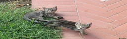 Europeo gatti in regalo: 4 cuccioli da adottare  - Annuncio 9
