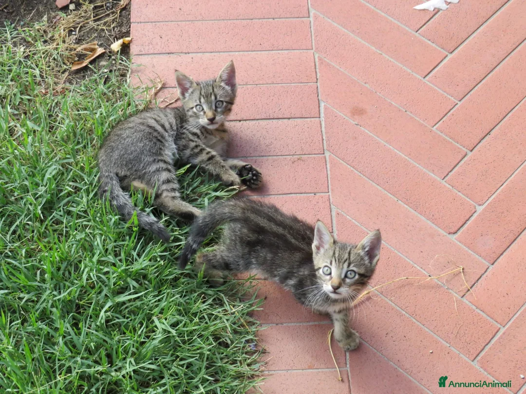 Europeo gatti in regalo: 4 cuccioli da adottare  - Annuncio 9