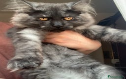 Maine Coon gatti in vendita: Cuccioli di mainecoon  a Città metropolitana di Roma Capitale - Immagine 1