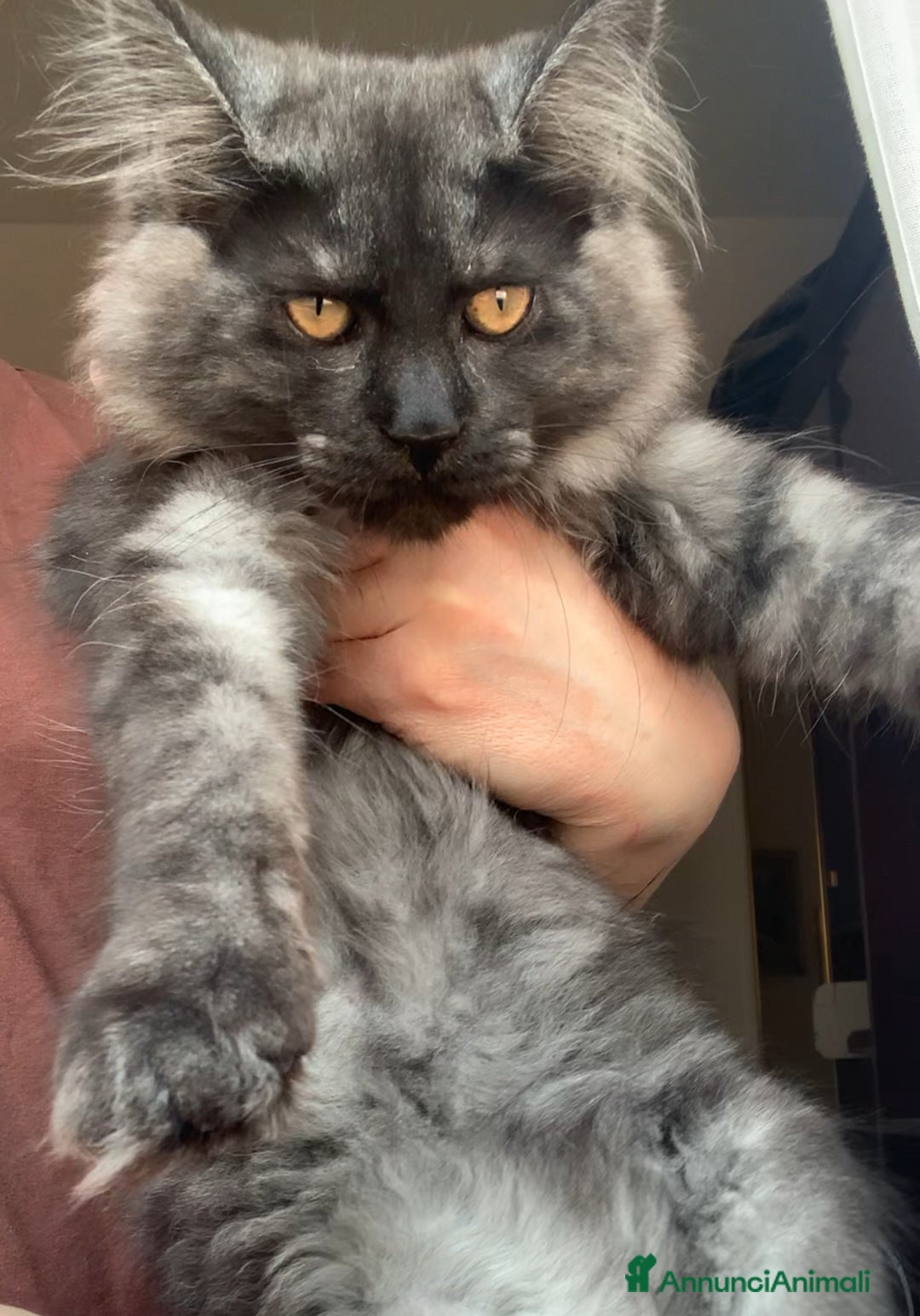 Maine Coon gatti in vendita: Cuccioli di mainecoon  a Città metropolitana di Roma Capitale - Immagine 1
