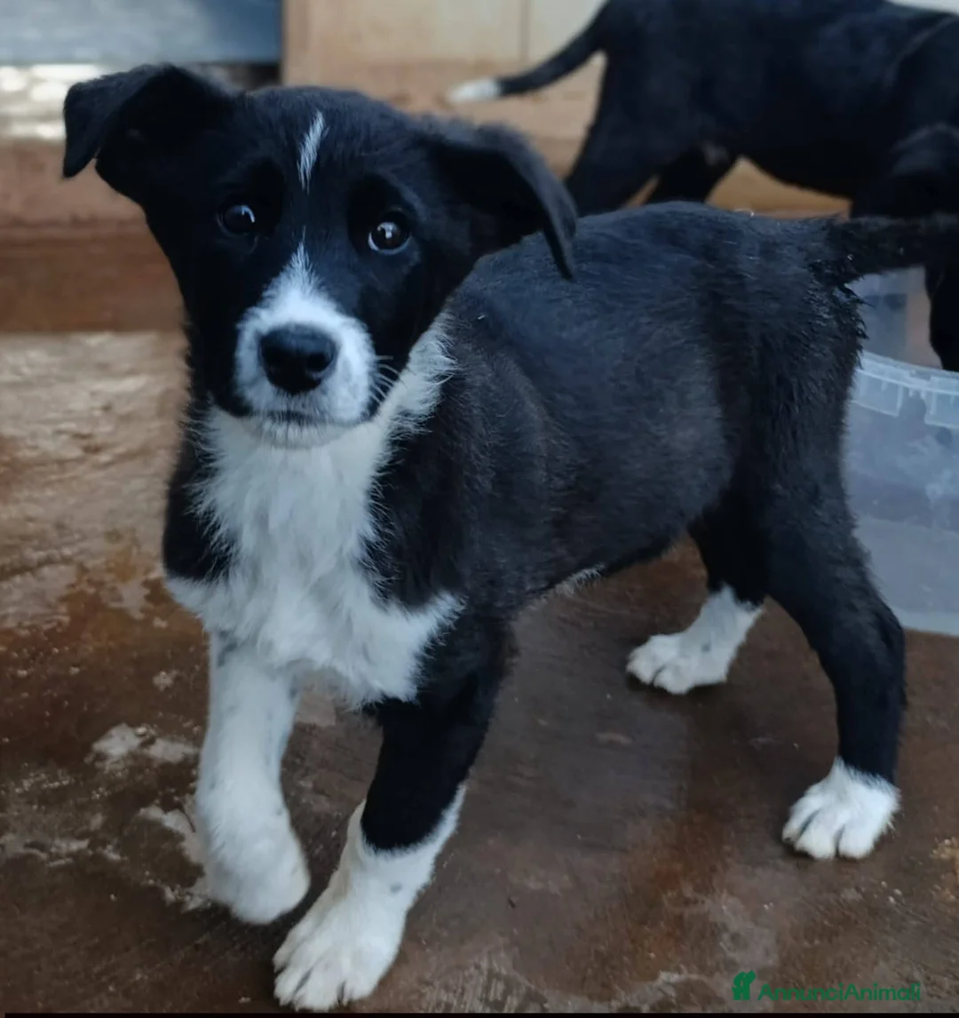 Meticcio cani in regalo: Cuccioli tg medio grande bellissimi - Annuncio 8