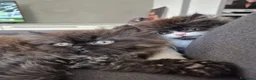 Persiano gatti in vendita: Cuccioli di persiano - Annuncio 2