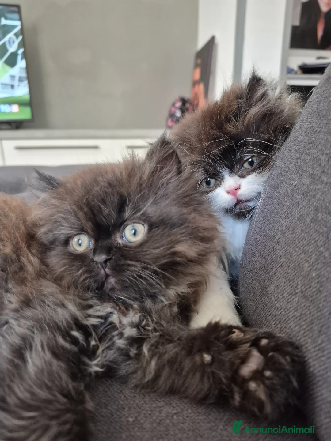 Persiano gatti in vendita: Cuccioli di persiano - Annuncio 2