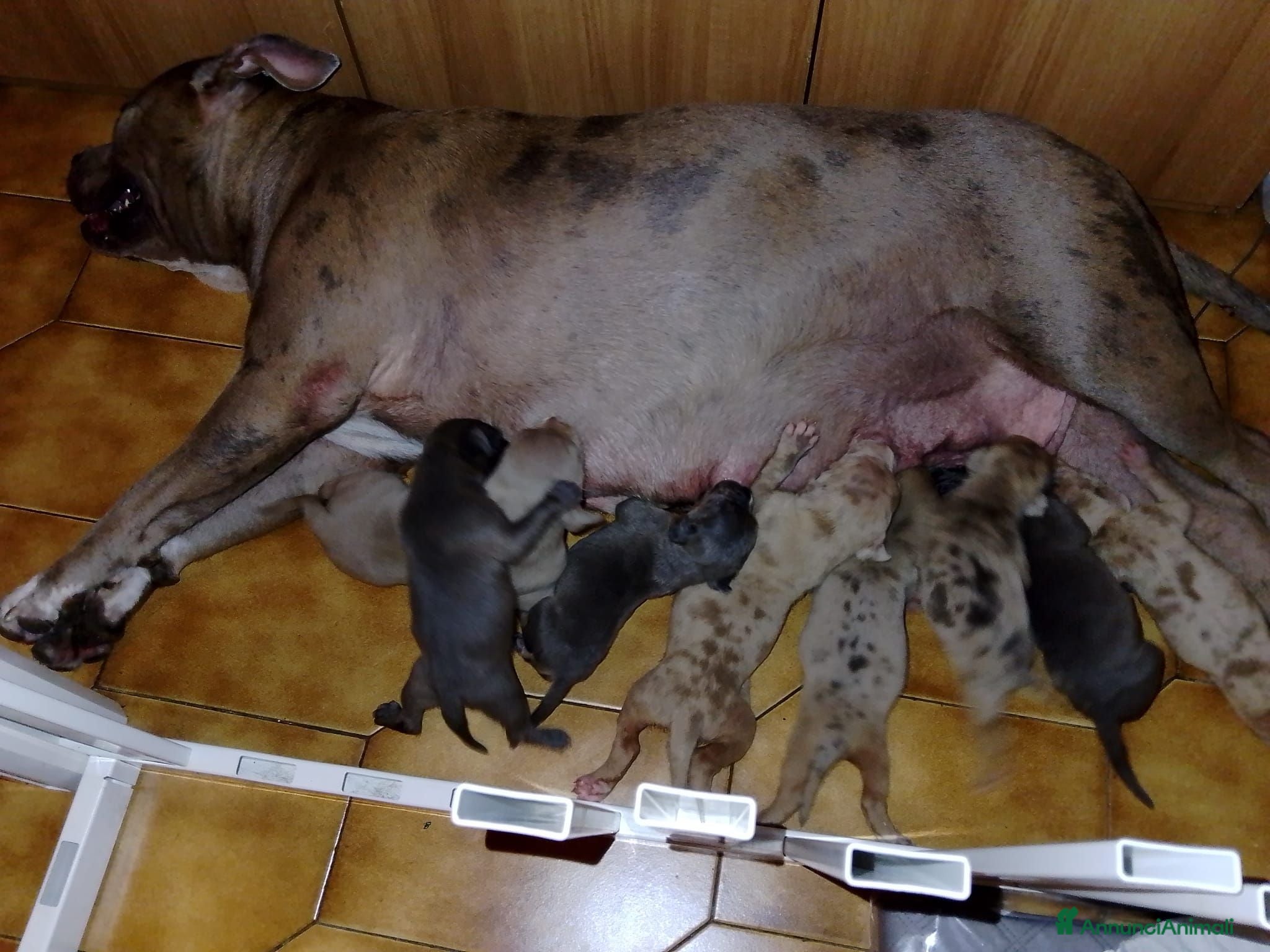 American Bully cani American bully XL - Annuncio 2