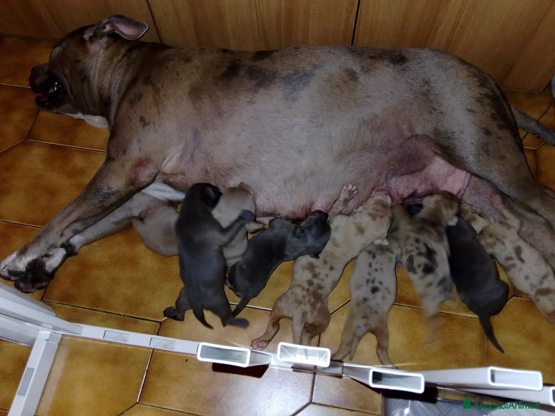 American Bully cani in vendita: American bully XL - Annuncio 2