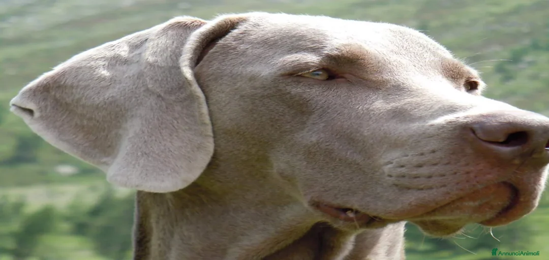 Immagine della galleria {{count}}