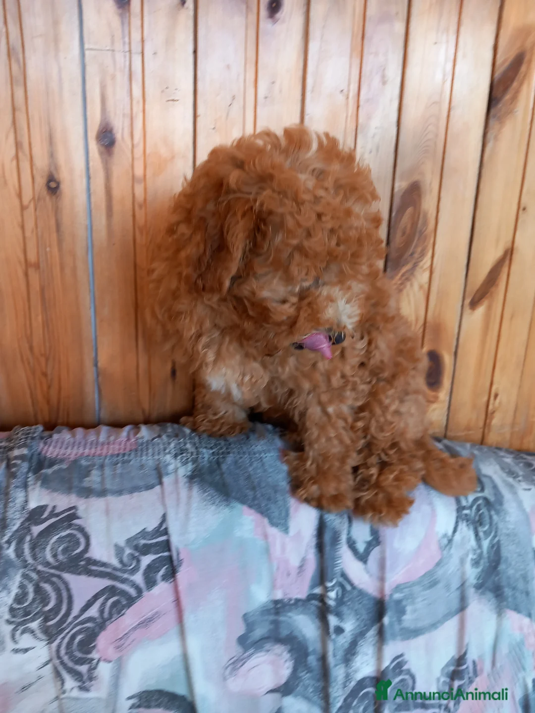 Maltipoo cani in vendita: Maltipo maschio  - Annuncio 6