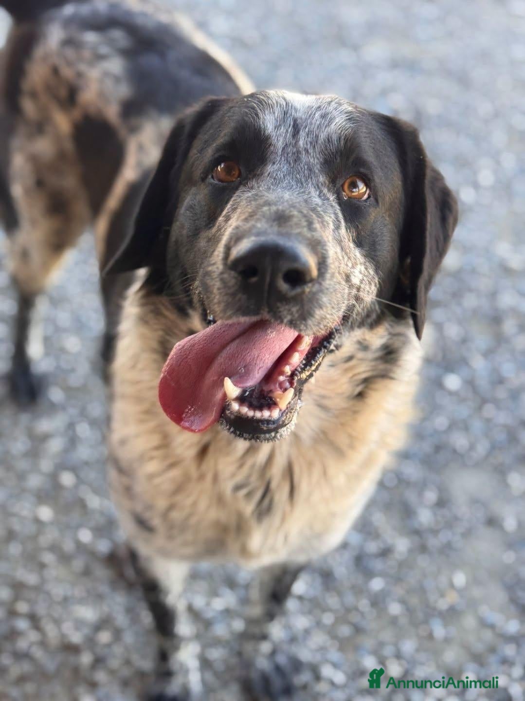 Meticcio cani Elio . - Annuncio 3