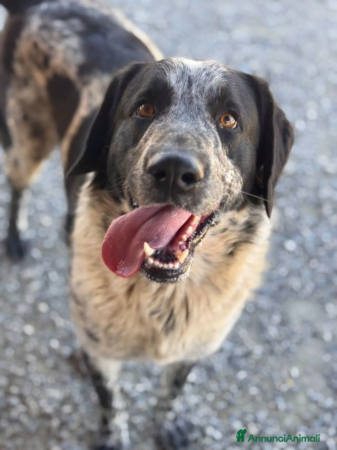 Meticcio cani in regalo: Elio . - Annuncio 1