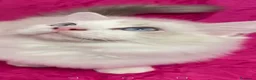 Ragdoll gatti in vendita: Ragdoll blu Bicolore  - Annuncio 7