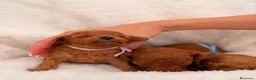 Barboncino Toy cani in vendita: Barboncini Toy di linea asiatica disponibili - Annuncio 12