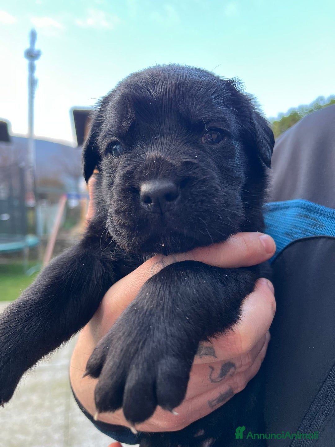 Cane Corso cani in vendita: Cuccioli cane corso - Annuncio 8