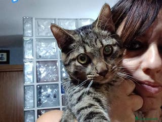 Europeo gatti TIGRO, adorabile micino da adottare! - Annuncio 13