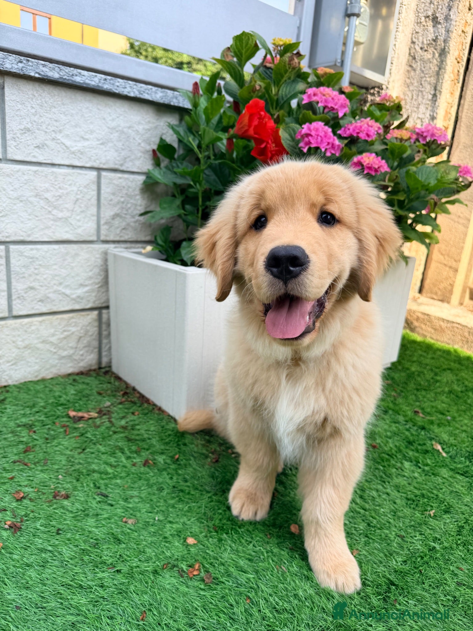 Golden Retriever cani Cucciolo Golden retriver  - Annuncio 1