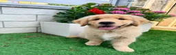 Golden Retriever cani in vendita: Cucciolo Golden retriver  - Annuncio 1