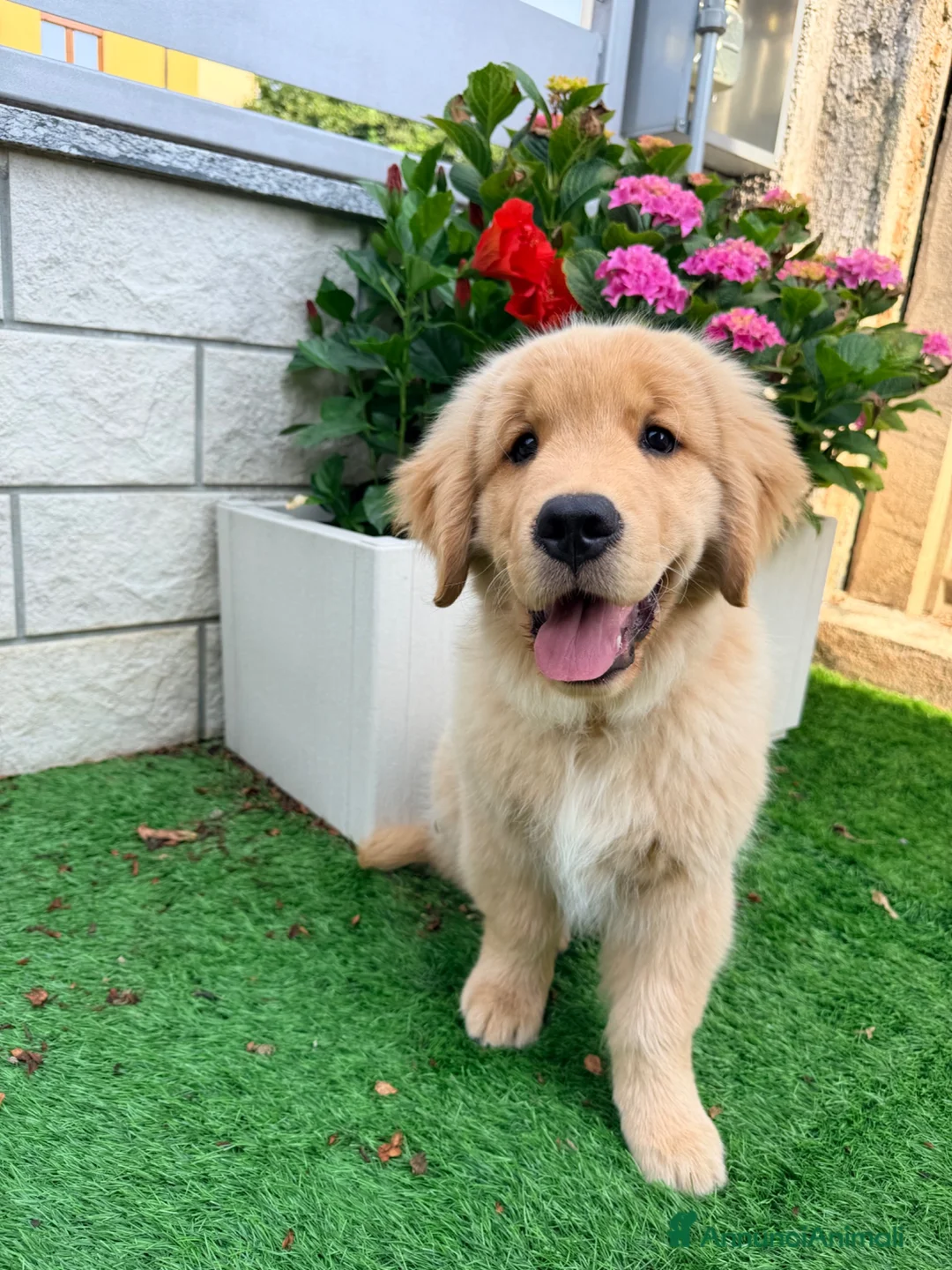 Golden Retriever cani in vendita: Cucciolo Golden retriver  - Annuncio 1