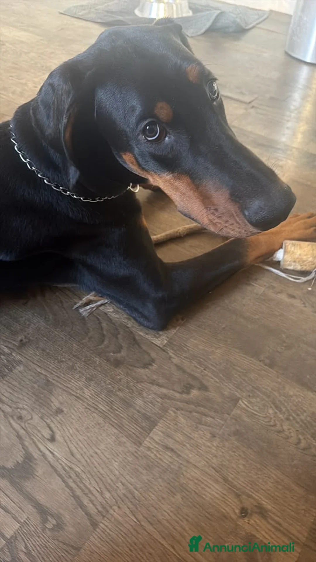 Dobermann cani in vendita: Cucciolo Dobermann Pedigree a Città metropolitana di Roma Capitale - Annuncio 2