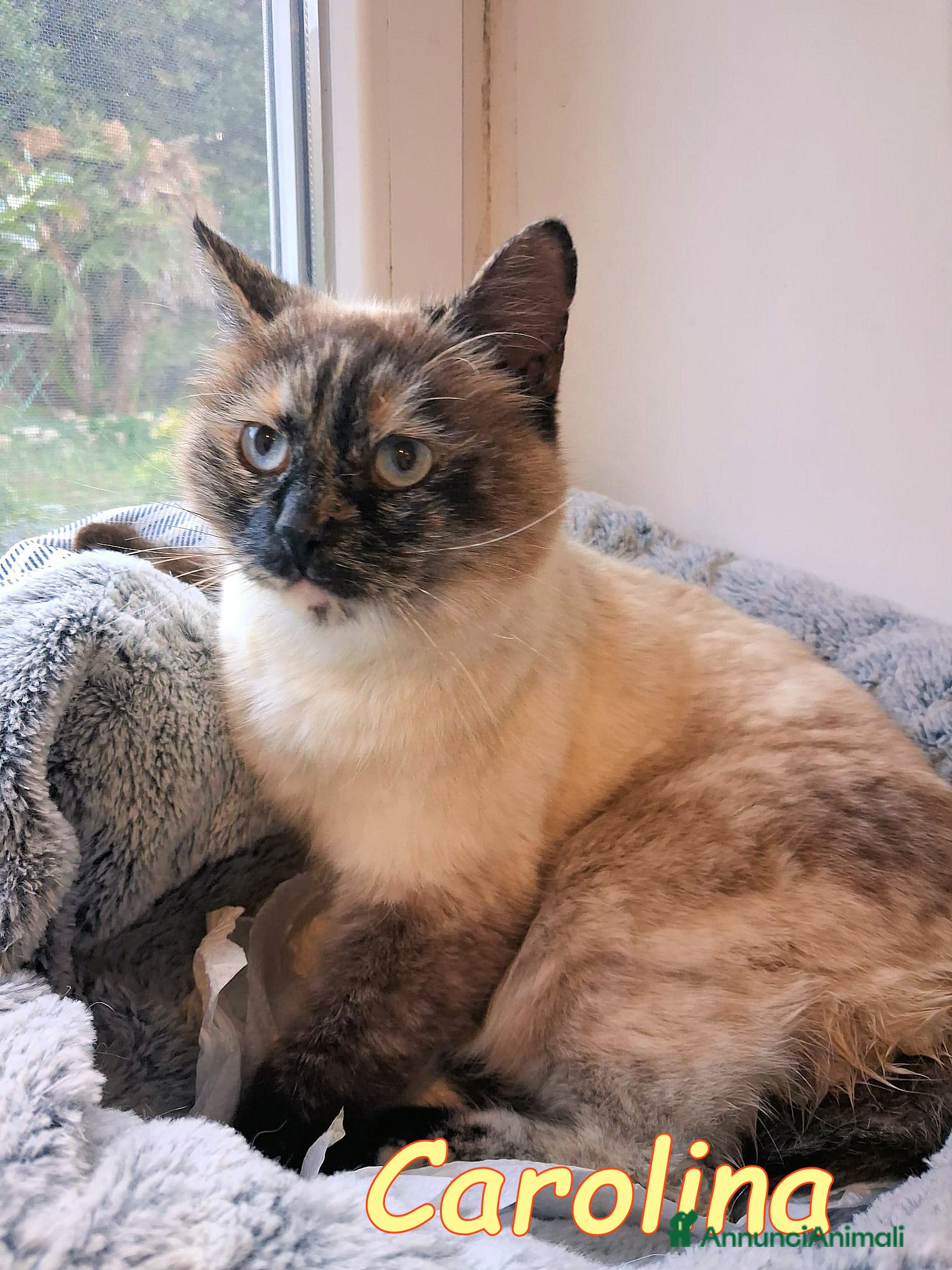 Europeo gatti CAROLINA MICINA SIMILSIAMESE - Annuncio 7