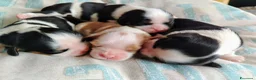 Cavalier King cani in vendita: Cavalier king con pedigree enci  a Provincia di Sondrio - Annuncio 2