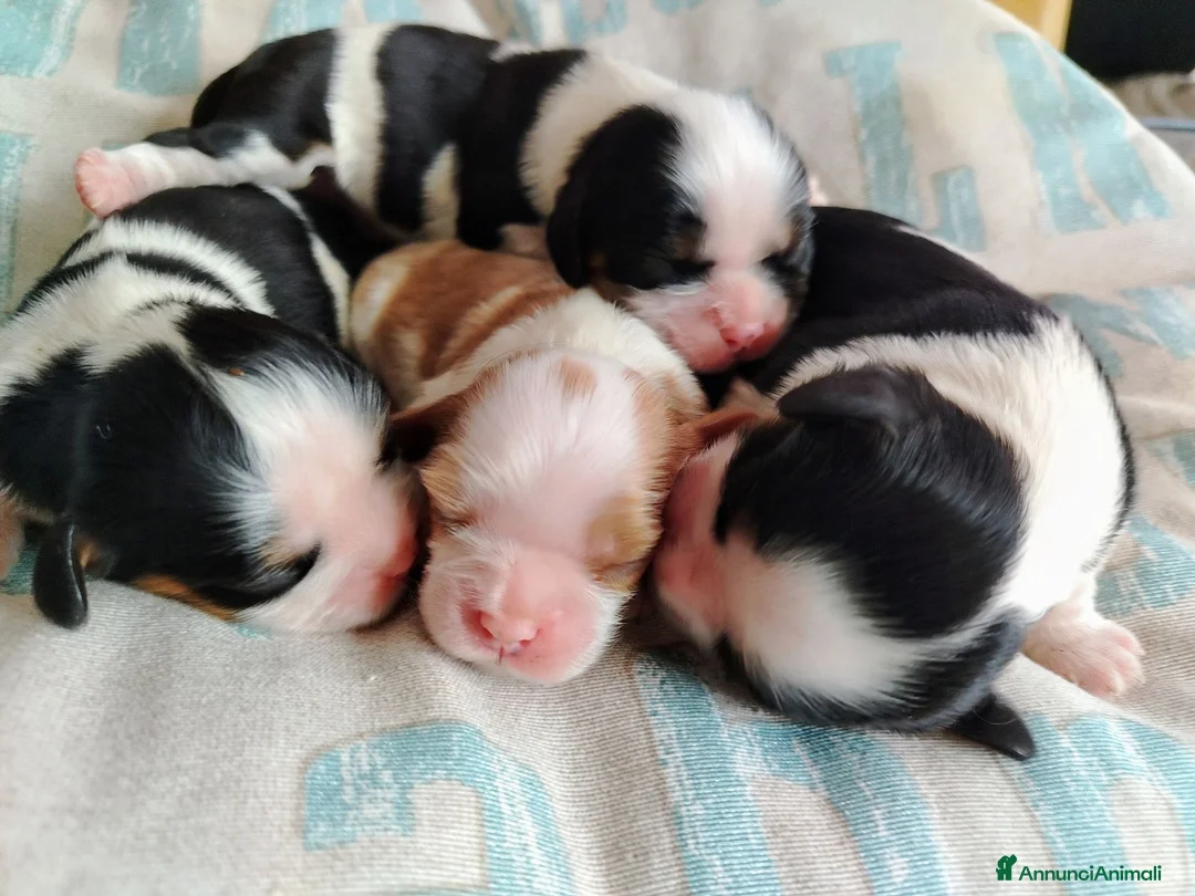 Cavalier King cani in vendita: Cavalier king con pedigree enci  a Provincia di Sondrio - Annuncio 2