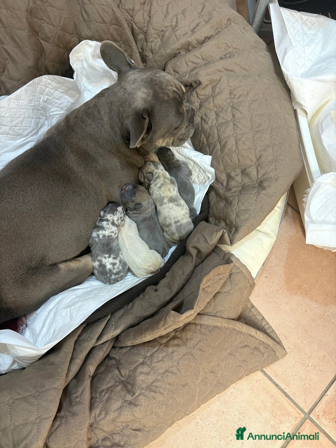 Bulldog Francese cani in vendita: Cuccioli bouldogue francesi esotici  a Città metropolitana di Roma Capitale - Immagine 9