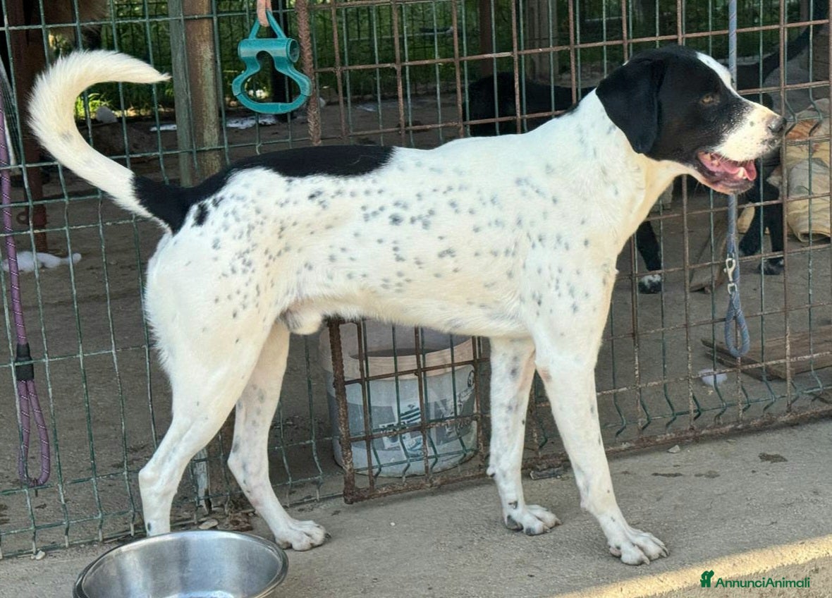 Pointer cani Micky pointer 1 anno - Annuncio 2