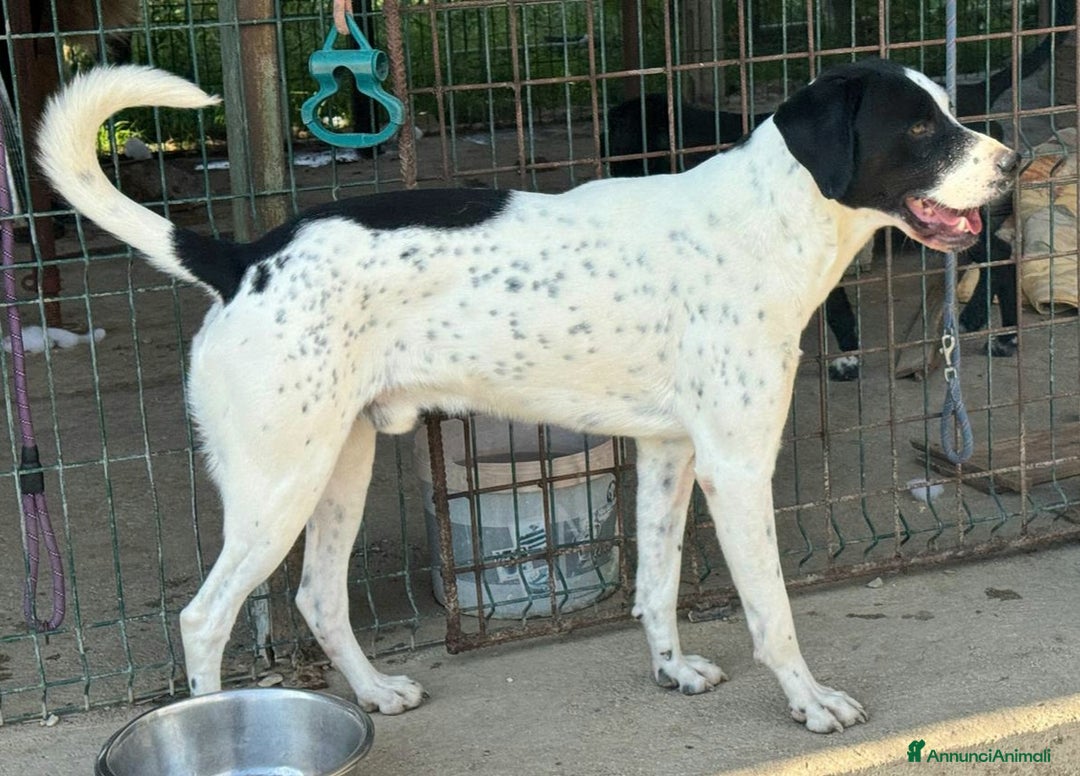 Pointer cani in regalo: Micky pointer 1 anno - Annuncio 2