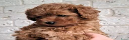 Barboncino Toy cani in vendita: Barboncino Toy Red - Annuncio 7