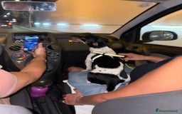 Jack Russell cani per accoppiamento: Charlie cerca fidanzatina !! - Immagine 6