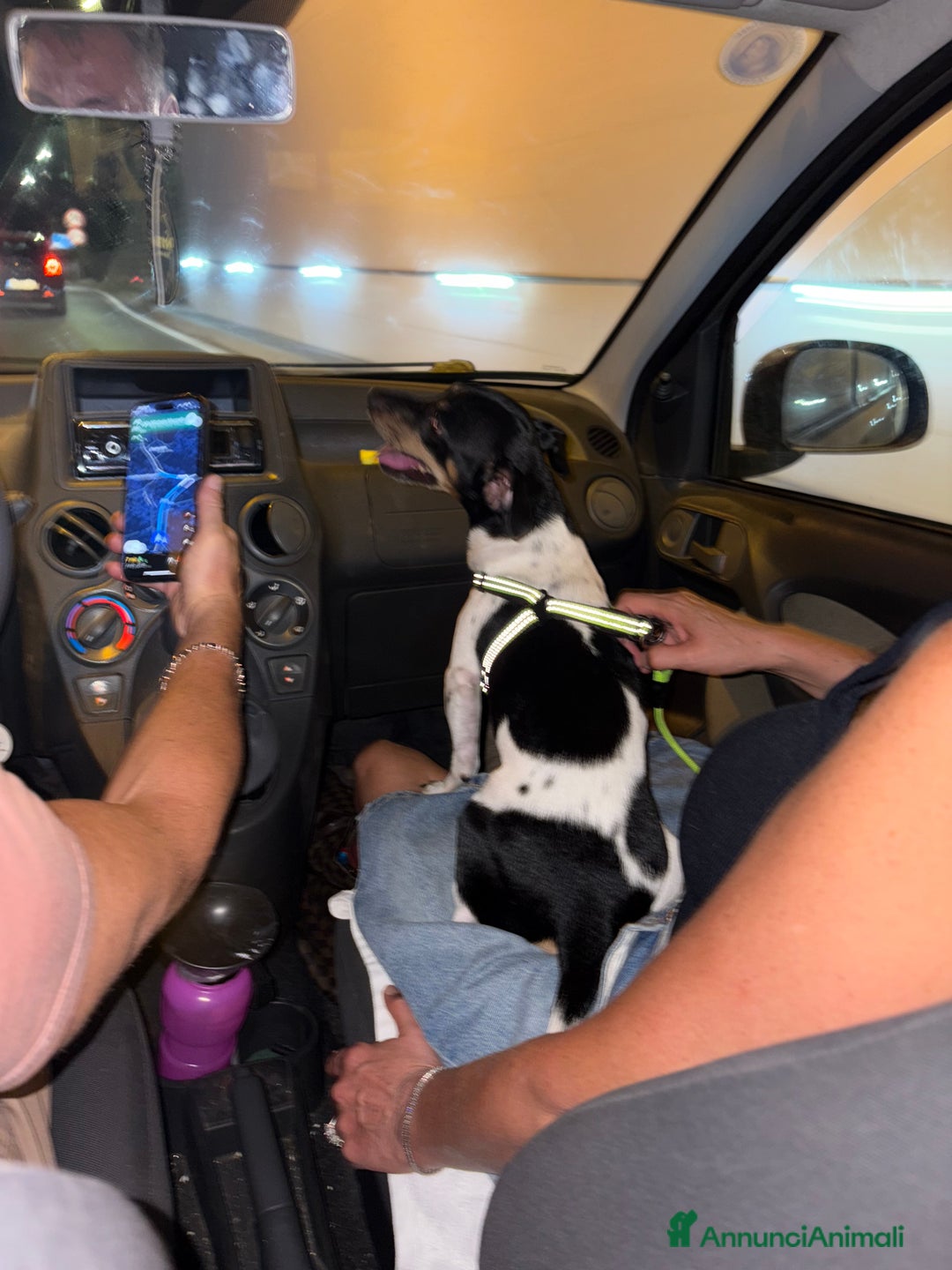 Jack Russell cani per accoppiamento: Charlie cerca fidanzatina !! - Immagine 6