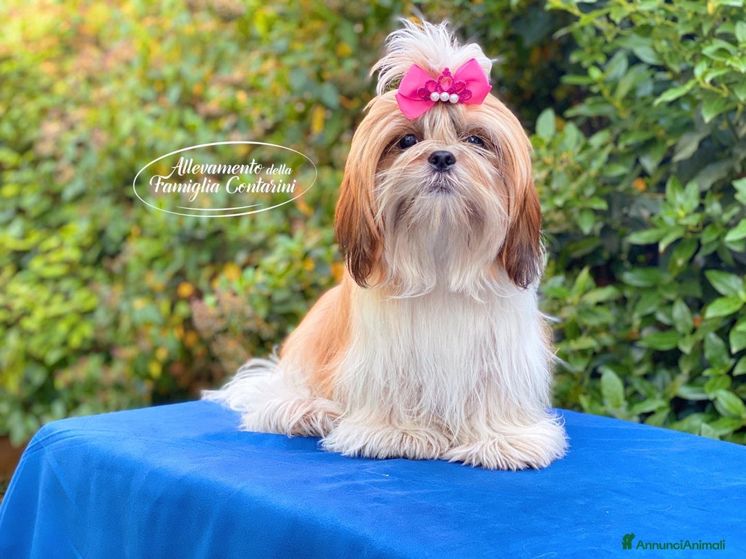 Shih Tzu cani in vendita: CUCCIOLI SHIHTZU CON PEDIGREE ENCI - Annuncio 3