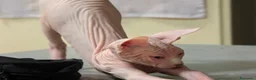 Sphynx gatti in vendita: 3 Gattini  Canadian Sphynx con PEDIGREE - Annuncio 11