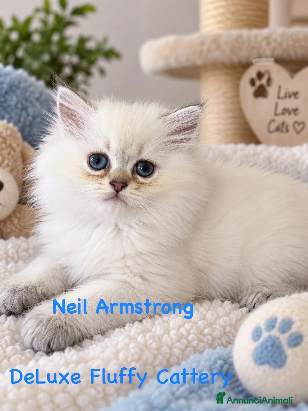 British gatti in vendita: Neil Armstrong – British Longhair Colourpoint a Provincia di Brescia - Annuncio 2