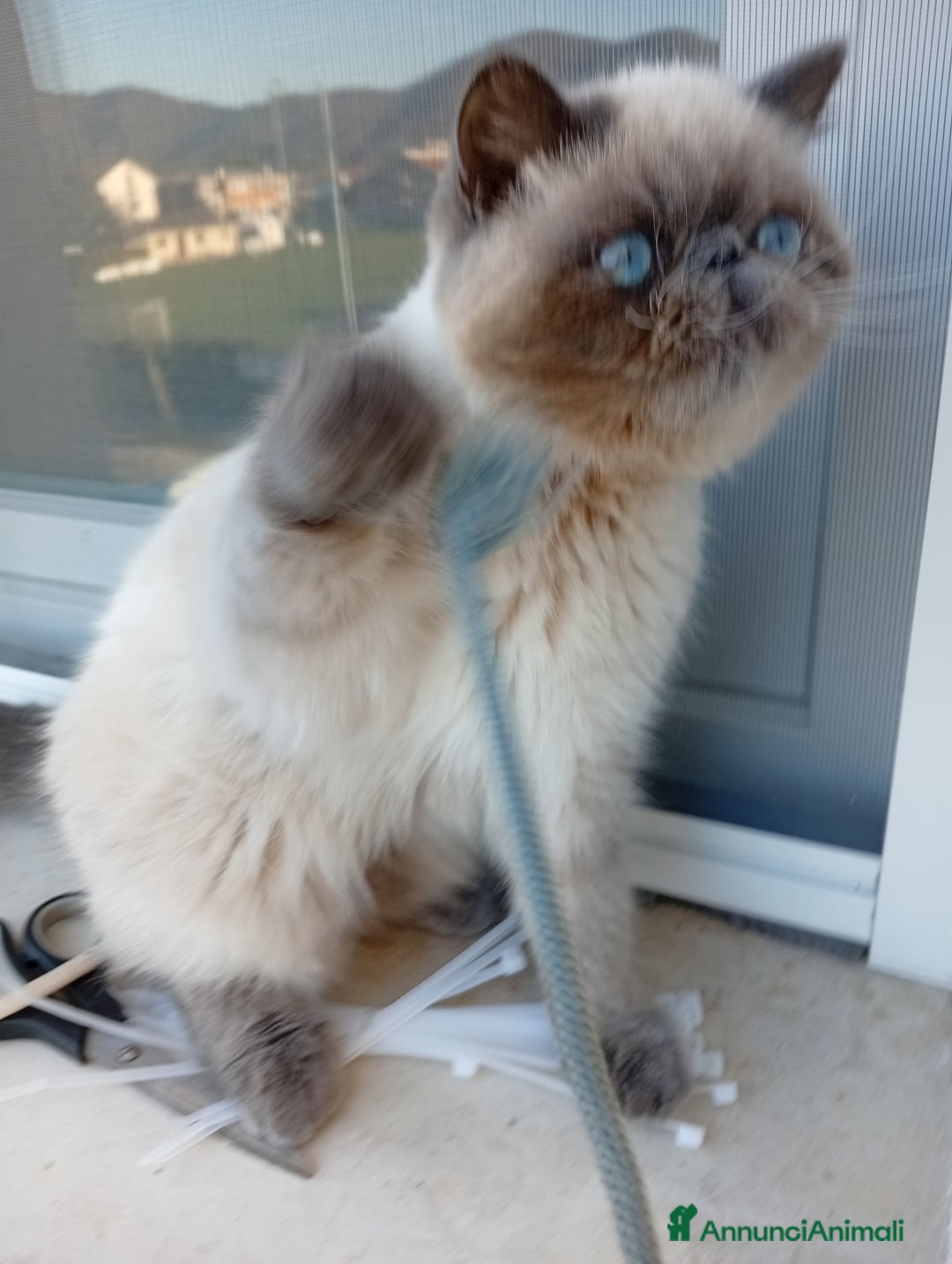 Exotic Shorthair gatti in vendita: Exotic Shorthair  - Annuncio 4