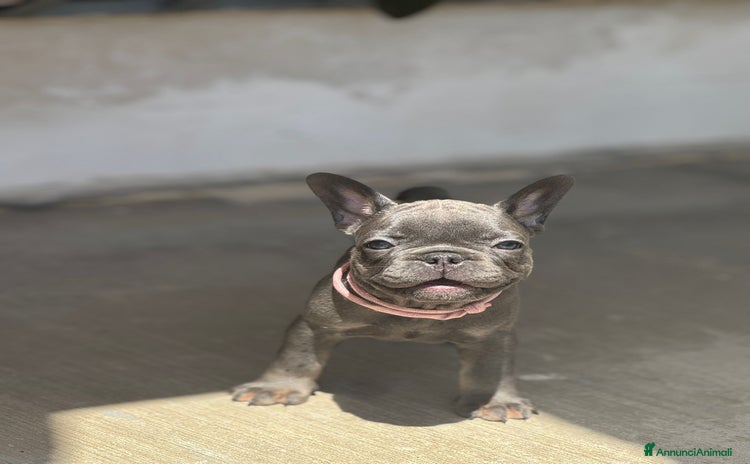 Bulldog Francese cani a Città Metropolitana di Napoli - Annuncio 5