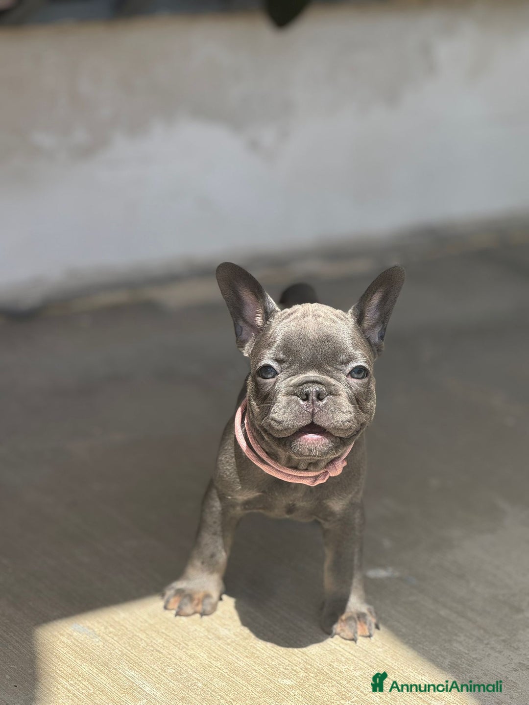 Bulldog Francese cani in vendita: Cuccioli di Bulldog Francesci a Città Metropolitana di Napoli - Immagine 1