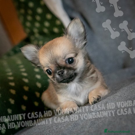 Chihuahua cani - Annuncio 4