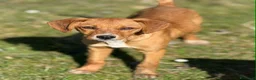 Meticcio cani in regalo: NATALIE, cucciola DOLCISSIMA! Tg medio piccola - Annuncio 5