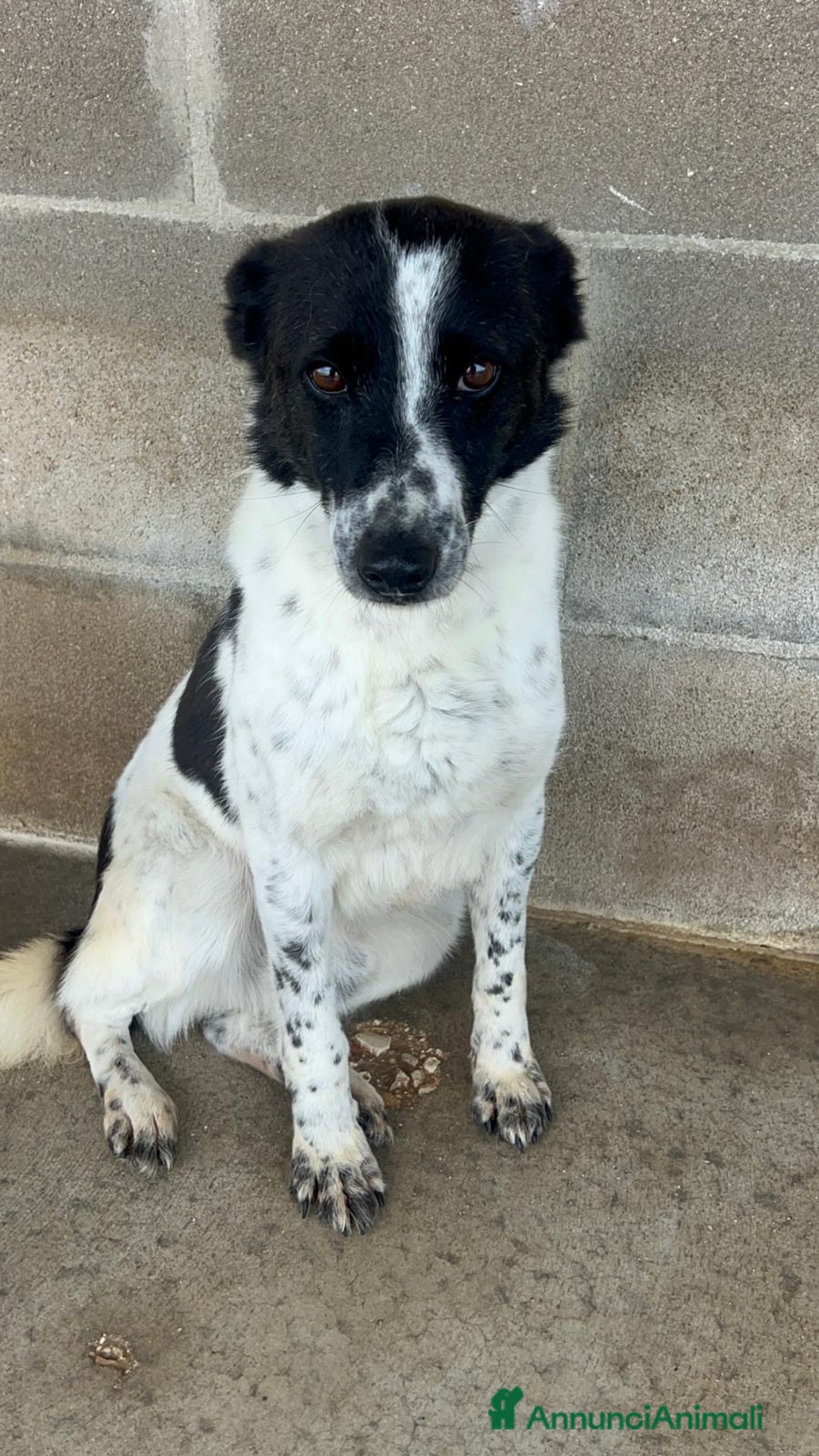 Meticcio cani in regalo: Ughetto sta aspettando te.. - Annuncio 1