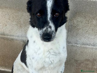 Meticcio cani Ughetto sta aspettando te.. - Annuncio 1