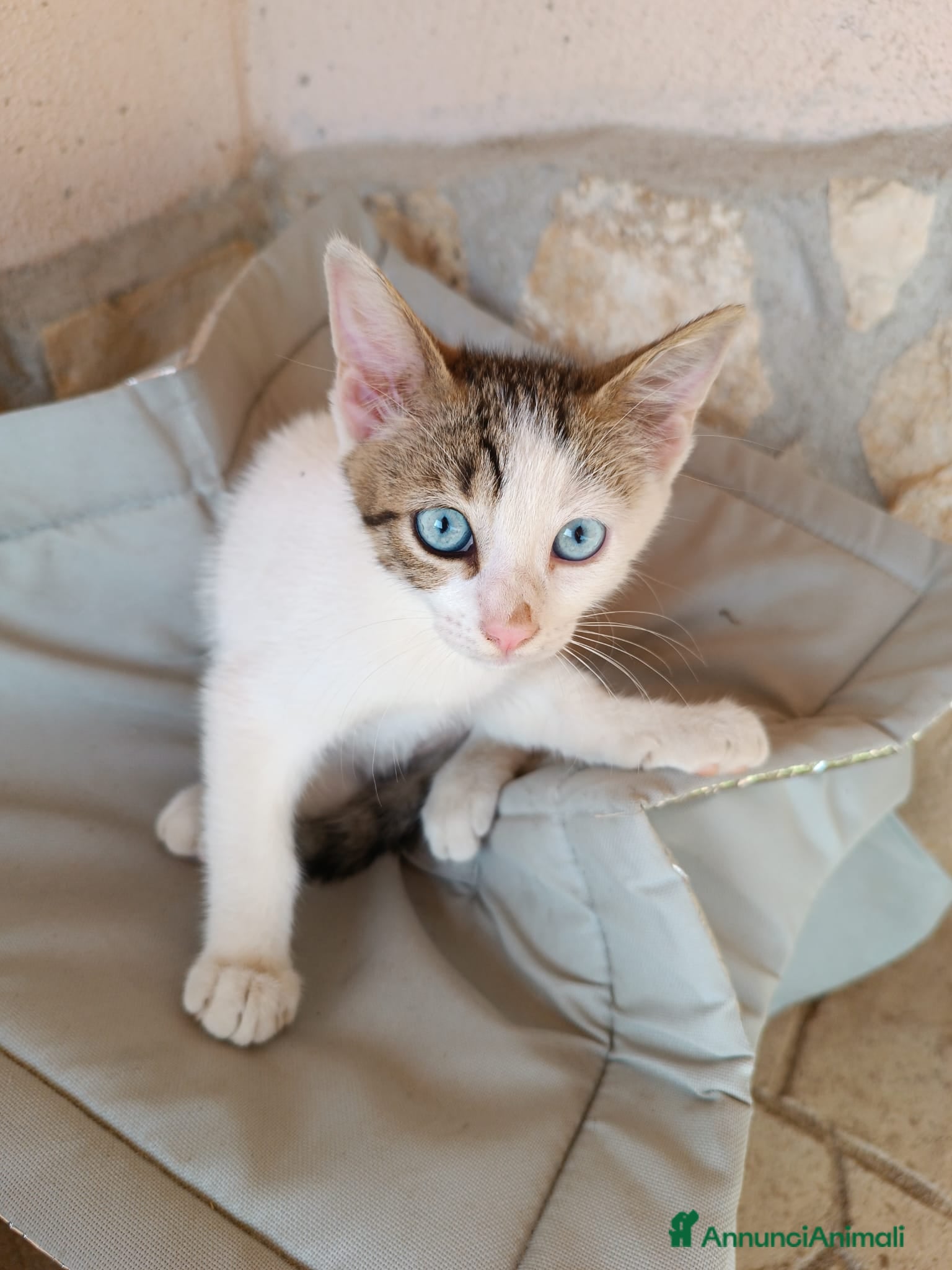 Europeo gatti Fratellini cercano casa - Annuncio 5