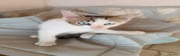 Europeo gatti in regalo: Fratellini cercano casa - Annuncio 1